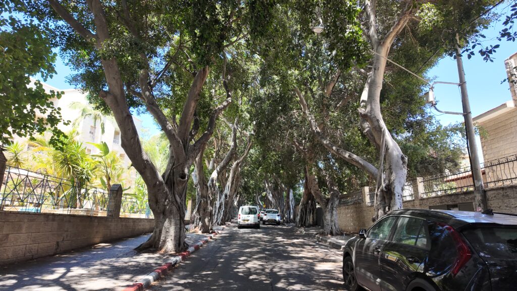 הרחוב הצמוד לבית אבות משהד