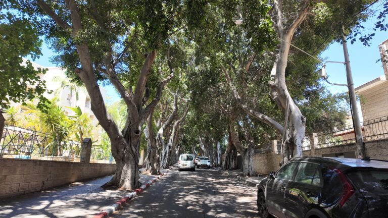 הרחוב הצמוד לבית אבות משהד